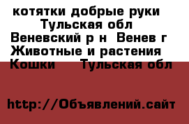 котятки добрые руки - Тульская обл., Веневский р-н, Венев г. Животные и растения » Кошки   . Тульская обл.